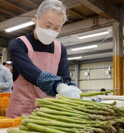 旬の味お待たせ　アスパラガス続々と出荷