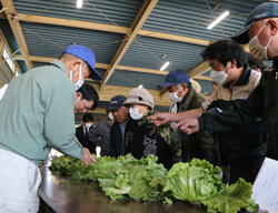 出荷本格化　レタス目揃会実施