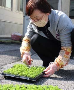 部員へ野菜苗配布　家庭菜園楽しんで