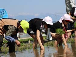 はじめての田植え　おいしいお米になーれ！