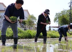 産地の思いを伝える　実需者と田植え体験