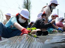 農に触れる機会を　島立小学校3年児童キュウリ定植