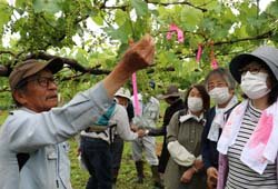 地元特産品のファンづくりを　支所協同活動でブドウの栽培体験