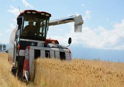 大麦「ホワイトファイバー」初収穫　例年より1週間早まる
