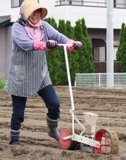 恒例のきび蒔き　伝統大事に