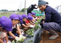 サツマイモ定植体験　おおきくなあれ！と願い込めて