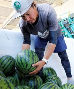 暑さを吹き飛ばせ！　露地すいか出荷スタート