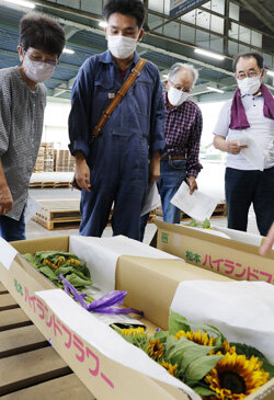 夏の訪れをお届け　ヒマワリ出荷目揃会開催