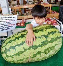 何キロあるかな！？　直売所でジャンボすいかを展示