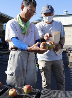 りんごの出荷はじまる　目揃会で出荷規格を統一