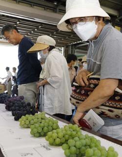 大粒種ぶどういよいよ出荷　目揃会で規格を確認