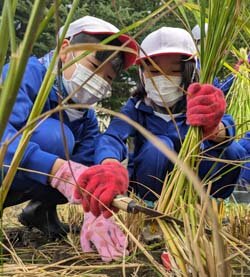 実りの秋に感謝をこめて　5年生児童に収穫指導