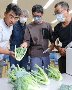 高品質・安定供給をめざして　秋作葉洋菜類目揃会を開催