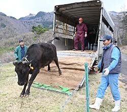 快適な環境で健康に　美ヶ原牧場放牧