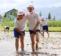 お米のつくりかたを体験　島立小学校5年生しろかき
