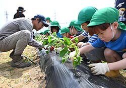 おいしいお芋になりますように　山形保育園でにんにくの収穫とさつまいも苗の定植