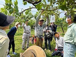 特産品を知ってもらうために　支所協同活動でブドウの栽培体験