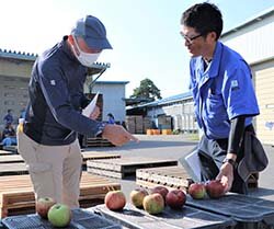 りんごの出荷はじまる　目揃会で出荷規格を統一