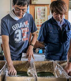 施設キュウリ目揃会　高品質を届けます