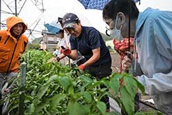 収量向上を目指し初開催　ピーマン現地栽培講習会