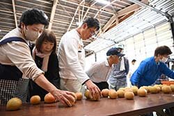 食味・見栄えで単価アップ　豊水・南水・あきづき目揃会