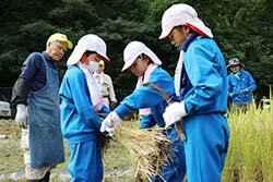 山辺小学校5年生　稲刈りを体験