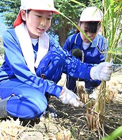 実りの秋に感謝を米(こめ)て　青年部が児童に収穫指導