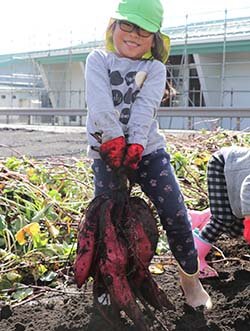 あさひ保育園と支所協同活動　サツマイモ掘りを開催