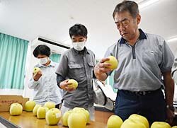 中生種りんご色づき始める　シナノゴールド目揃会