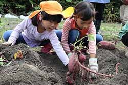 畑のなかには宝物がいっぱい！　新村支所協同活動