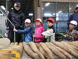 小学生が根菜共選所を見学　ナガイモの集荷選果や流通を学ぶ