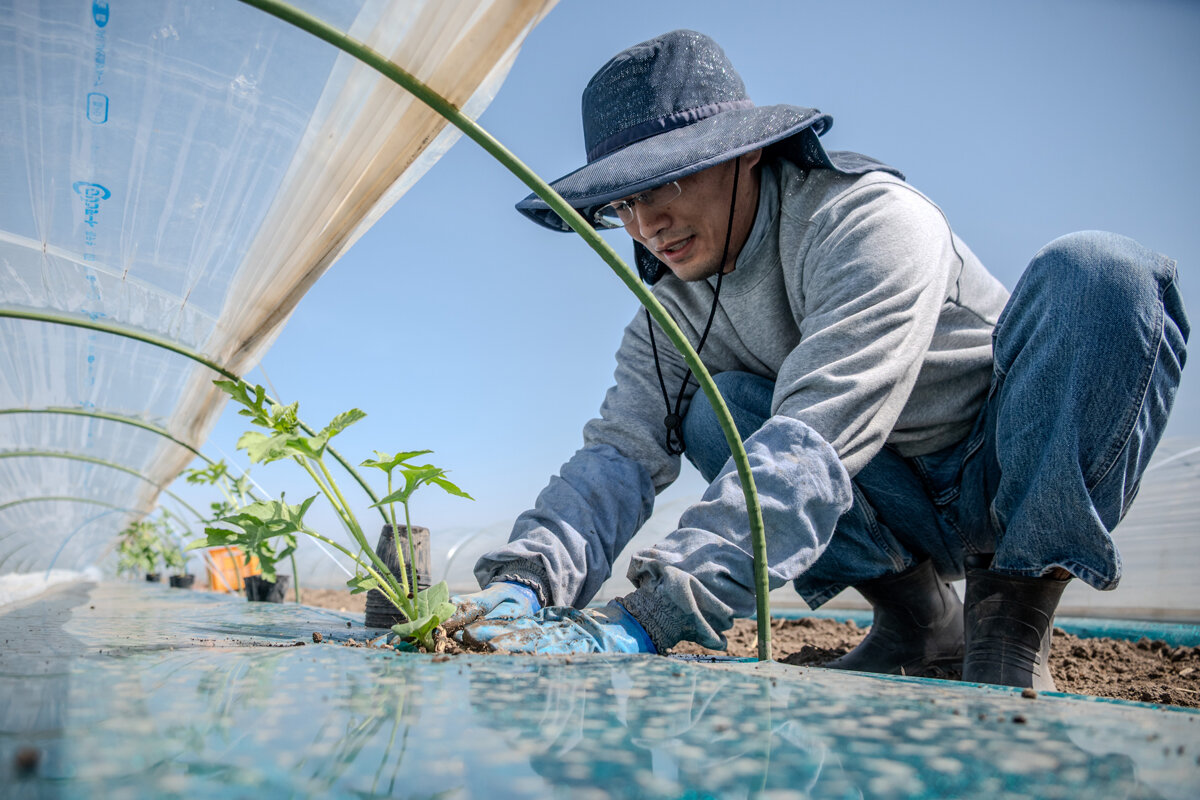 露地すいか定植開始　今年も高品質なすいかを届ける