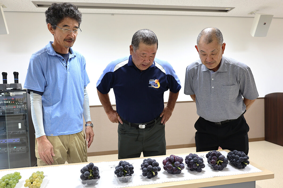 大粒種ぶどういよいよ出荷　目揃会で規格を確認