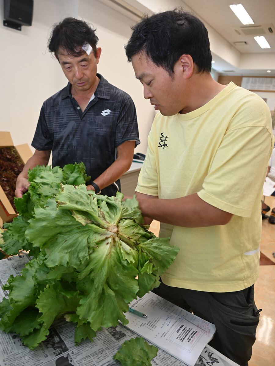 高品質・安定供給をめざして　秋作葉洋菜類目揃会を開催