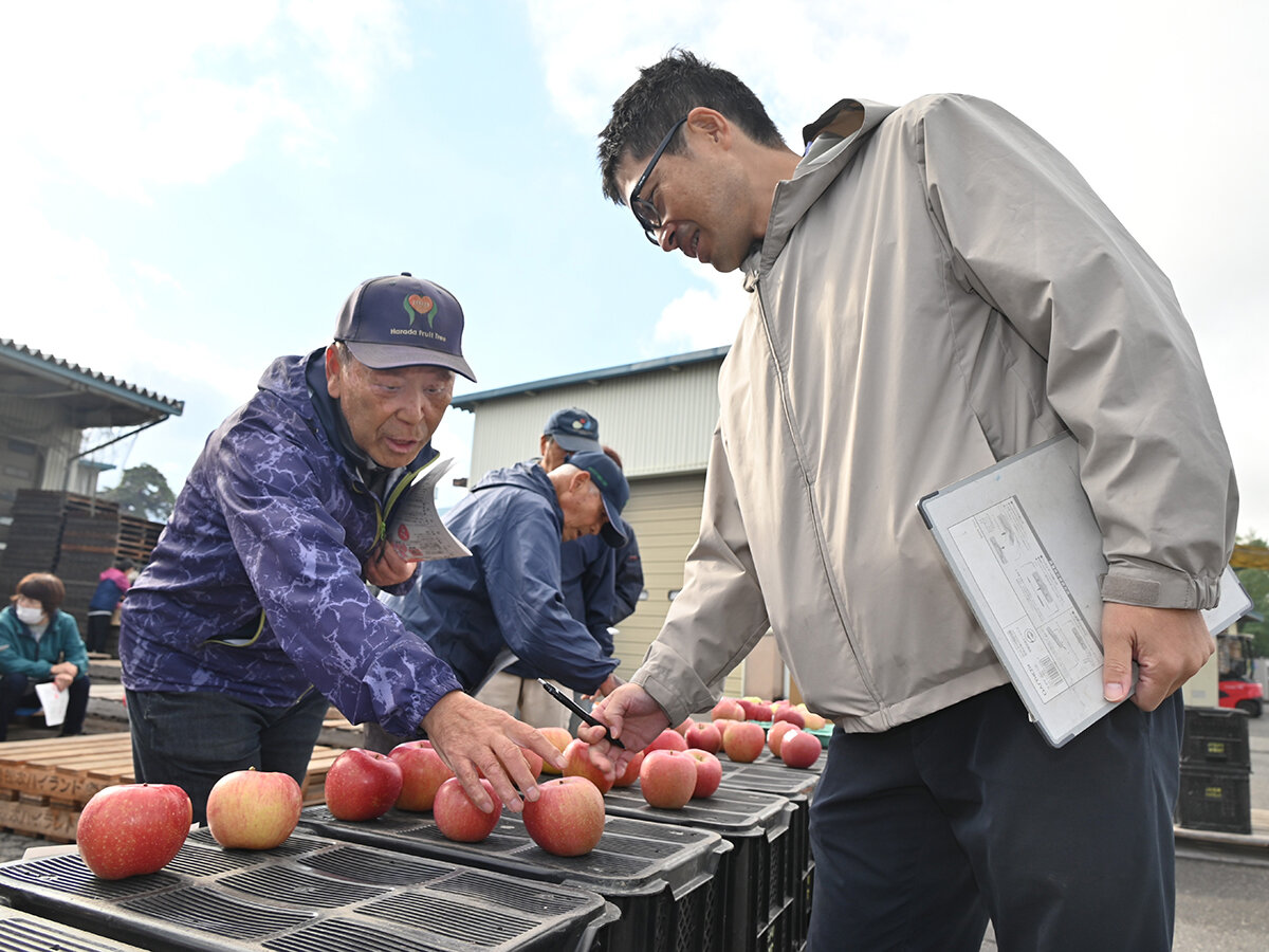 「サンふじ」登場　出荷にむけて規格を統一