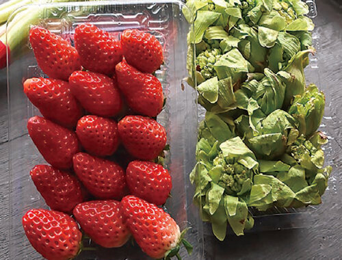 いちご、ふきのとうなどの山菜も入荷