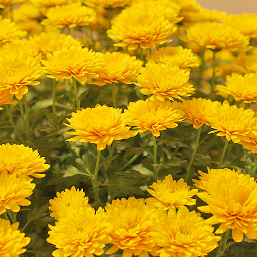 今月のオススメ！鉢植え菊